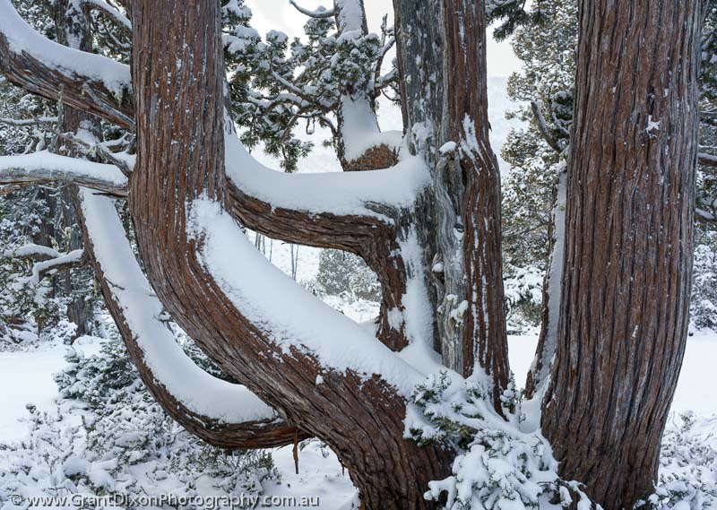 image of Snowy Pencil Pine 5
