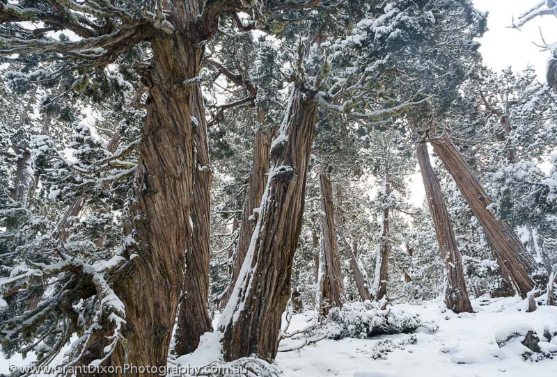 image of Snowy Pencil Pine forest 2