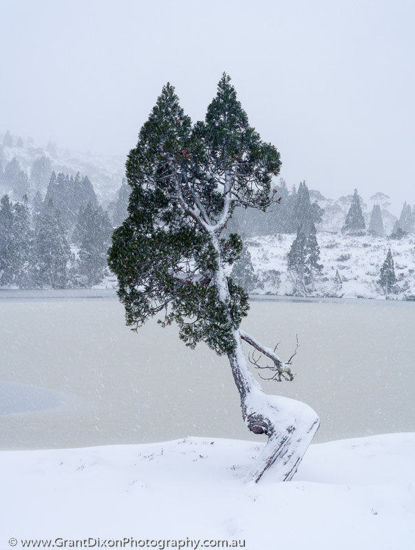 image of Pencil pine in snowstorm