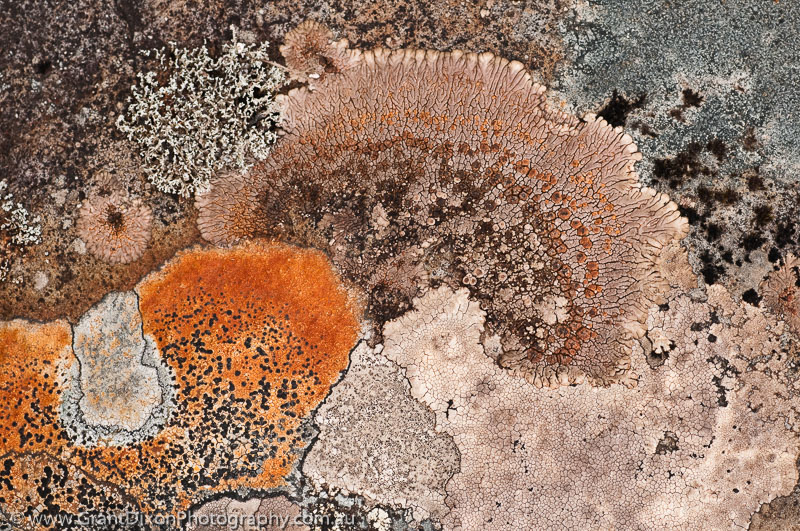 image of Belvoir lichen