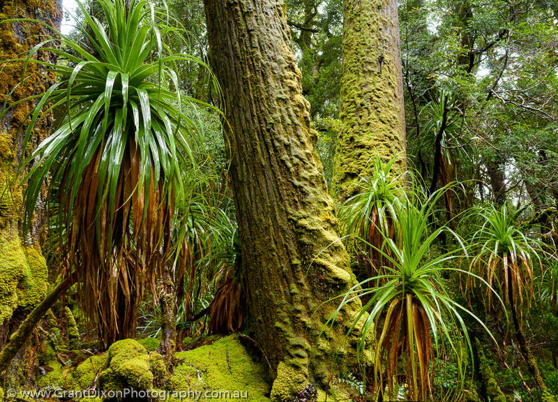 image of King Billy rainforest 1
