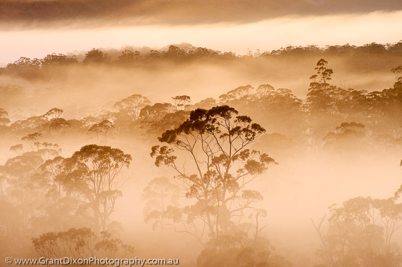 image of Rasselas dawn mist