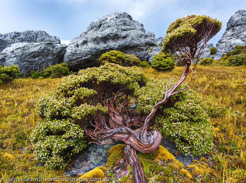 image of Twisted Baekea gunniana shrub