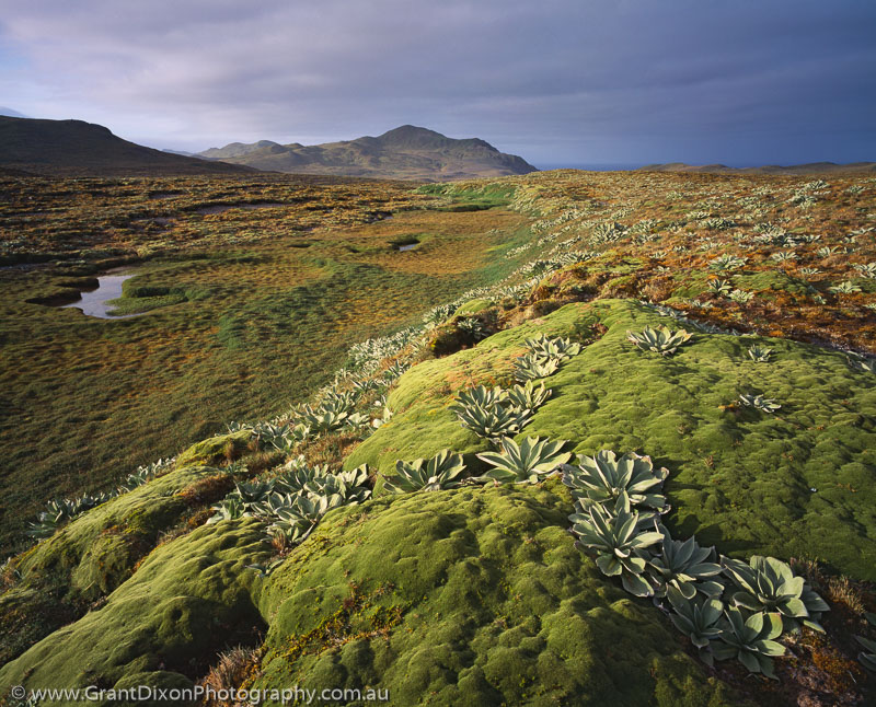 image of Plateau vegetation 1, MI