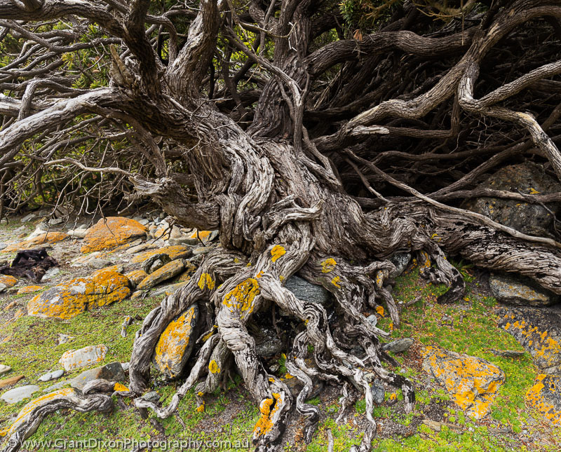 image of Nye Bay gnarled coastal shrub