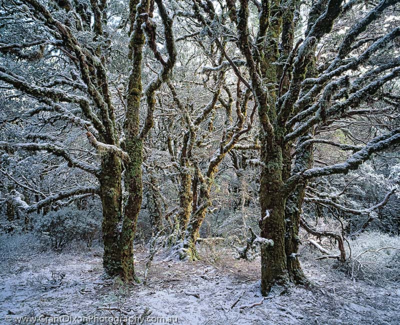 image of Snowy Myrtles
