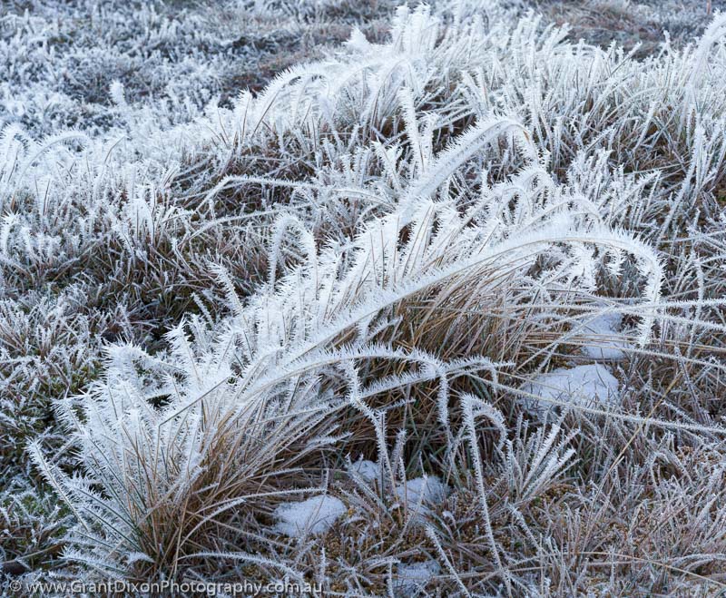 image of Frosted alpine grass