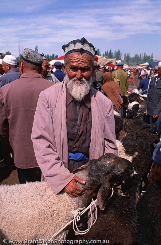 image of Kashgar sheep