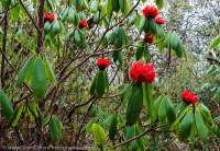 Rhododendron tree in flower, Muldhai Hill, Annapurna area.