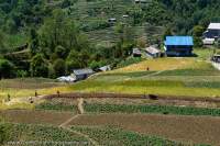 Terraced fields, Annapurna Circuit Trek