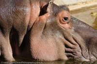 AUSTRALIA, South Australia, Adelaide. Hippopotamus, Adelaide Zoo.