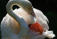 AUSTRALIA, South Australia, Adelaide. Greater Flamingo, Adelaide Zoo.