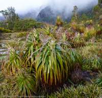 Anne Range, Tasmanian Wilderness World Heritage Area.