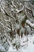 Anne Range, winter, Tasmanian Wilderness World Heritage Area
