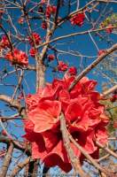 AUSTRALIA, Western Australia, West Kimberley. Flowers of Sticky Kurrajong (Brachychiton viscidulus), grows as shrub or tree in sandy rocky area & flowers in dry season, endemic to Kimberley region.