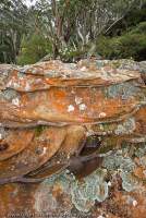 AUSTRALIA, NSW, Katoomba, Blue Mountains National Park. Lichen covered sandstone, with protruding ironstone bands, near Leura, Greater Blue Mountains World Heritage Area.