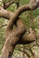 AUSTRALIA, NSW, Blue Mountains, Wollemi National Park. Twisted branches, Rough-barked Apple (Angophora floribunda), Wolgan Valley, Greater Blue Mountains World Heritage Area.