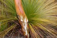 AUSTRALIA, NSW, Blue Mountains, Kanangra-Boyd National Park. Grasstree & Brittle Gum (Eucalyptus mannifera) trunk after rain, Greater Blue Mountains World Heritage Area.