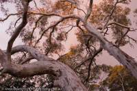AUSTRALIA, NSW, Southern Tablelands, Morton National Park. Snowgum (Eucalyptus pauciflora) woodland at sunset, near Wog Wog Creek.