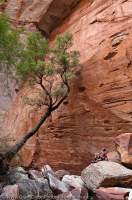 AUSTRALIA, Western Australia, East Kimberley, Purnululu National Park (Bungle Bungles).  Sandstone cliff, Piccanniny Creek gorge.