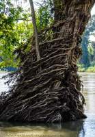 CAMBODIA, Stung Treng. Flooded tree with aerial roots, Mekong River.