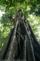 Tropical rainforest tree at Kbal Spean, Phnom Kulen National Park, Cambodia