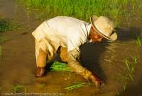 CAMBODIA, Siem Reap area. Man planting rice in flooded field.
