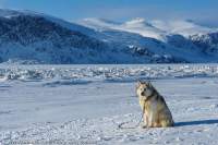 Husky tethered on sea ice near Pangnirtung village. In much of the Arctic, Huskies are companions or pets rather than working sled dogs.
