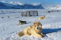 Husky tethered on sea ice near Pangnirtung village, with puppy enclosure in background. In much of the Arctic, Huskies are companions or pets rather than working sled dogs.