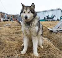 Husky tethered amongst houses in Pangnirtung village. In much of the Arctic, Huskies are companions or pets rather than working sled dogs.