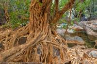 AUSTRALIA, Western Australia, West Kimberley. Charnley River. Monsoon forest thicket in side-gorge, fig roots drape boulder.