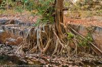 AUSTRALIA, Western Australia, West Kimberley. Charnley River. Monsoon forest thicket in side-gorge, fig roots seek water.