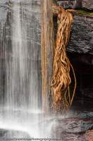 AUSTRALIA, Western Australia, West Kimberley. Fig tree roots & waterfall, Charnley River gorge.