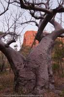 AUSTRALIA, Western Australia, East Kimberley, Kununurra. Cockburn Range, El Questro Wilderness Park.  Boab (Adansonia gregorii), in dry season when tree is deciduous. dusk.