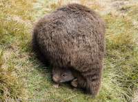 Wombat and joey, Cradle Valley, Tasmanian Wilderness World Heritage Area