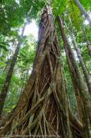 Great Sandy National Park, Sunshine Coast, Queensland.