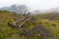 Fire-killed banksia, Davey valley, Southwest National Park, Tasmanian Wilderness World Heritage Area
