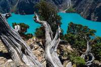 NEPAL, Dolpo. Ancient Juniper trees growing at 4000m above Phoksundo Lake, with turquoise glacial outwash water.