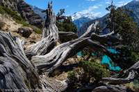 NEPAL, Dolpo. Ancient Juniper trees growing at 4000m above Phoksundo Lake, with turquoise glacial outwash water.