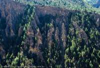 NEPAL, Dolpo. Eroded cliff,with pine trees growing in gullies, above Phoksundo Khola river.