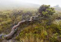 Wind-pruned banksia, De Witt Range, Southwest National Park, Tasmanian Wilderness World Heritage Area