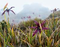 Isophysis tasmanica (endemic alpine lily), Eastern Arthur Range, Southwest National Park, Tasmanian Wilderness World Heritage Area.