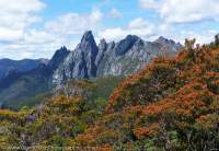 Red new foliage on alpine Myrtle shrubs, Eastern Arthur Range, Southwest National Park, Tasmanian Wilderness World Heritage Area.