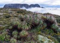 Pandani & Eldon Bluff, Tasmanian Wilderness World Heritage Area