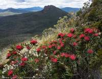 Tasmanian Waratah (Telopea truncata), Eldon Range, Tasmanian Wilderness World Heritage Area