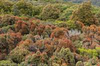 Early summer foliage, Eldon Range, Tasmanian Wilderness World Heritage Area