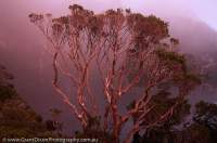 AUSTRALIA, Tasmania, Southwest National Park, World Heritage Area.