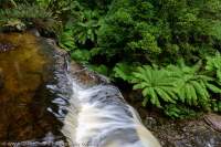 AUSTRALIA, Tasmania. Russell Falls, Mt Field National Park.