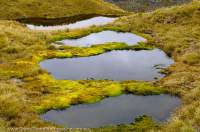 NEW ZEALAND, Fiordland National Park. Moss-dammed tarns, Heath Mountains.