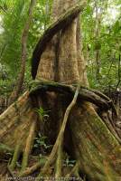 AUSTRALIA, Queensland, Far North, Daintree River National Park. Buttressed roots of rainforest tree above Mossman Gorge, Wet Tropics World Heritage Area.